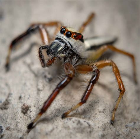 generalbutch|Spider.